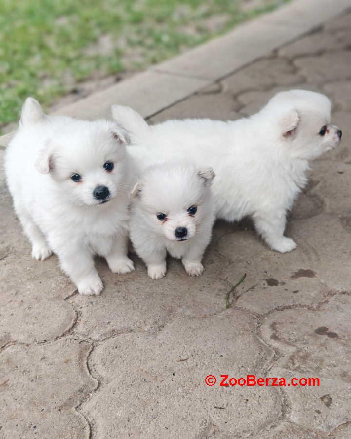 Nemački špic, štenci snežno bele boje 