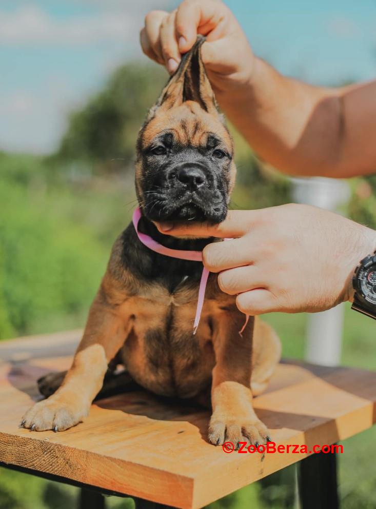 Cane Corso Kane Korso rezervacije