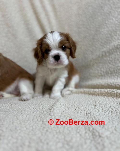 Kavalijer španijel kralja Čarlsa