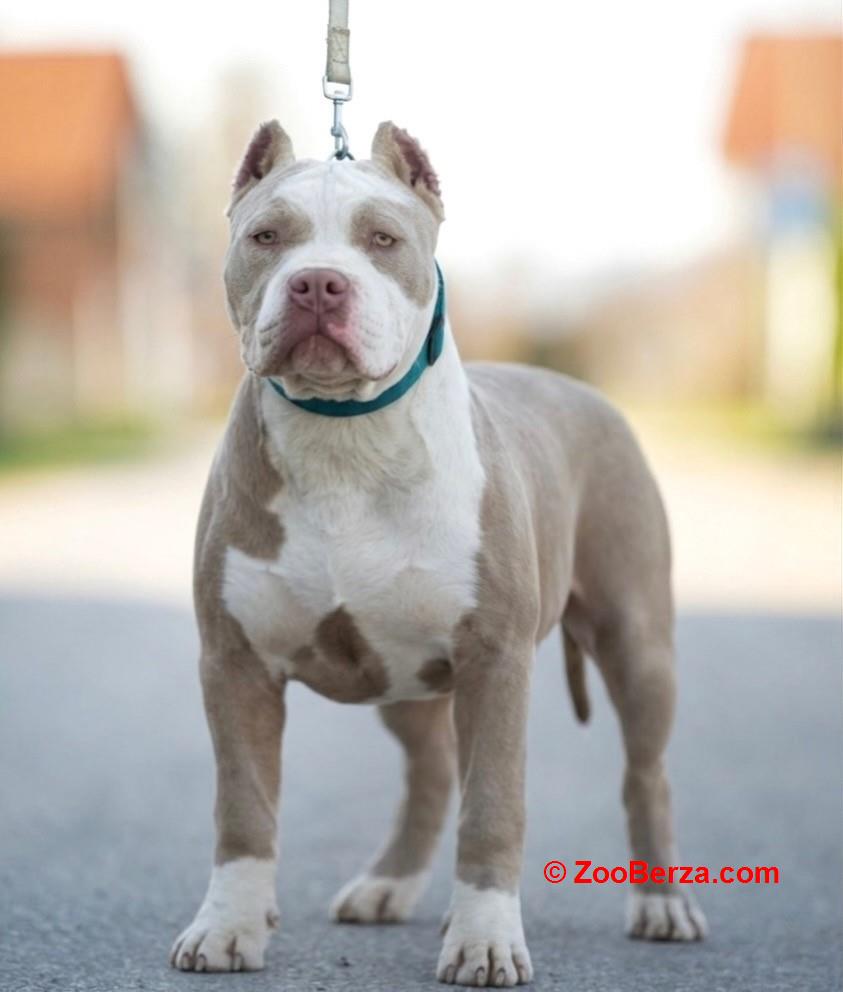 American bully XL / XXL