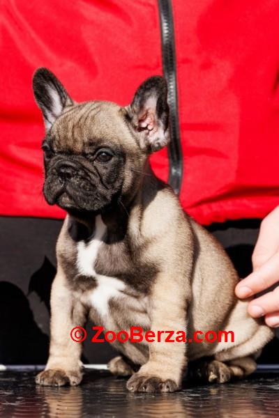 Francuski buldog,visokokvalitetno musko stene