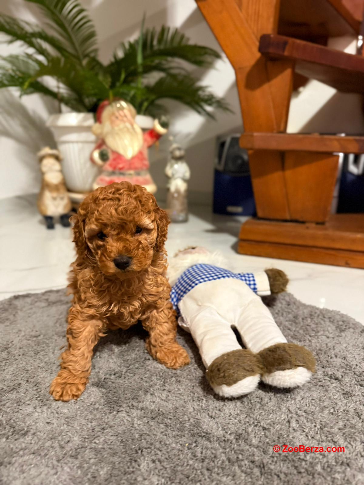 Crvena Toy Pudla žensko štene