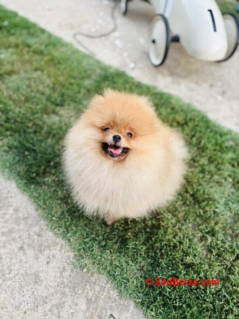 Pomeranac musko stene