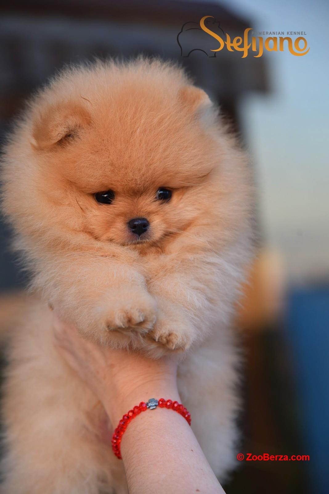 Pomeranac Boo štenci