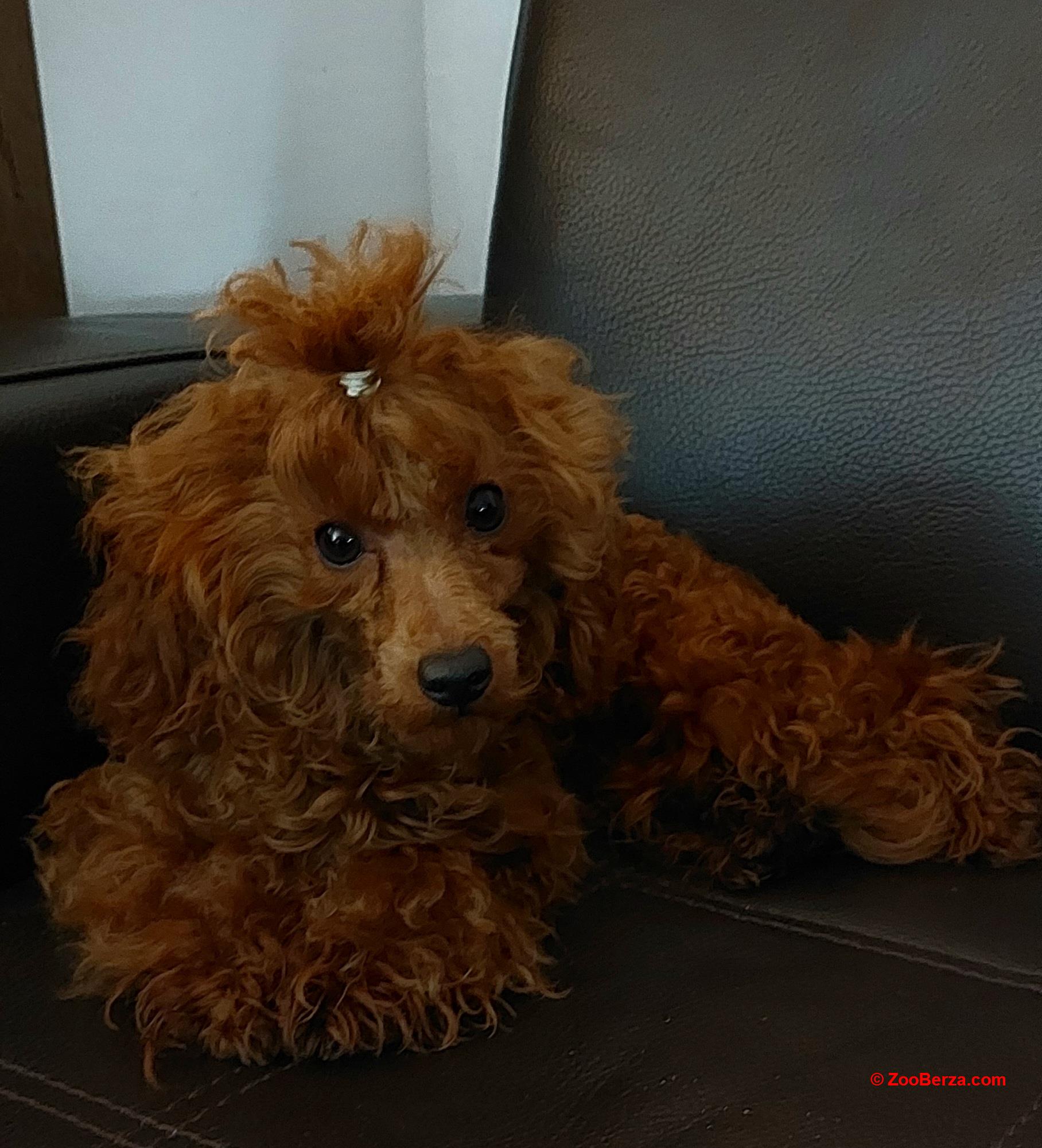 Crvena toy pudla