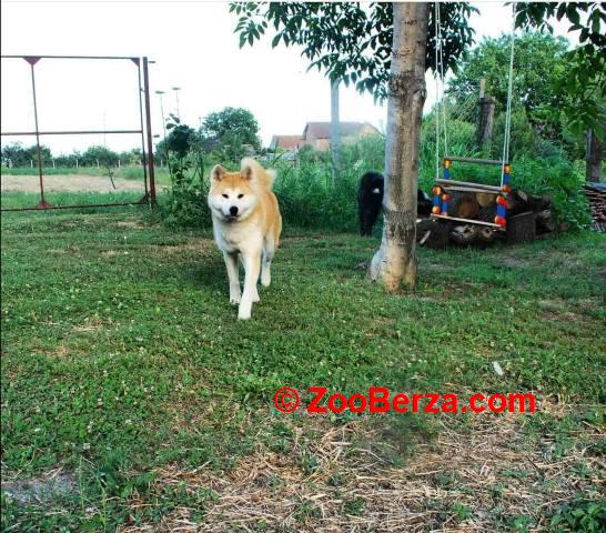 Akita Inu, ženka Aiko na poklon