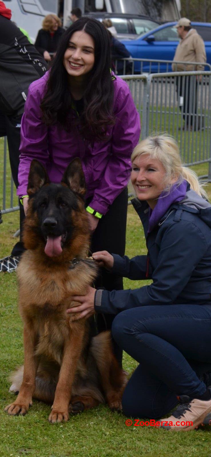 Nemački Ovčari  ženska štenad