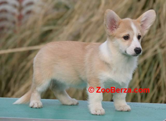 Velški Korgi Welsh Corgi Pembroke