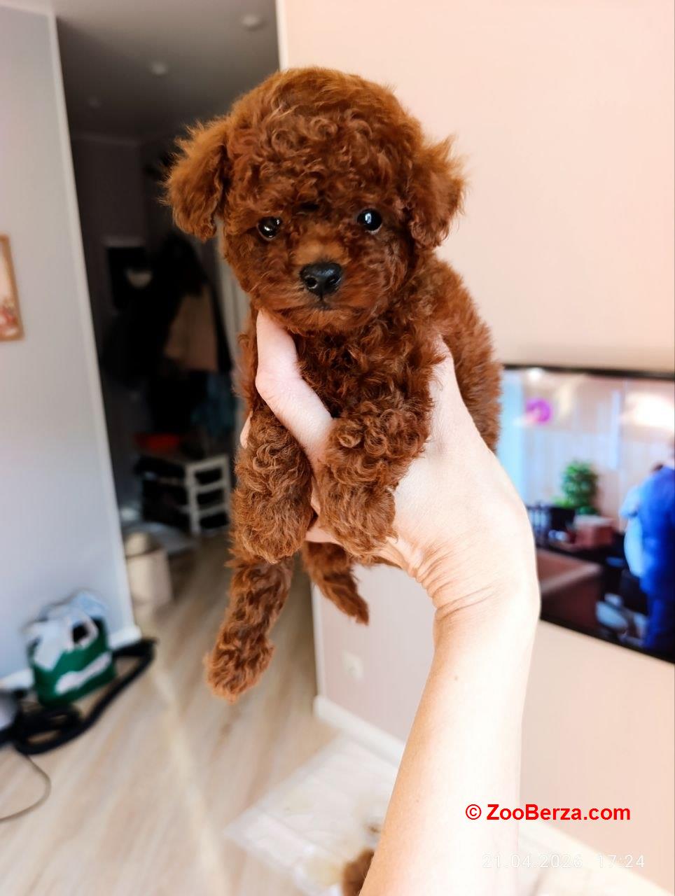 Toy Poodle