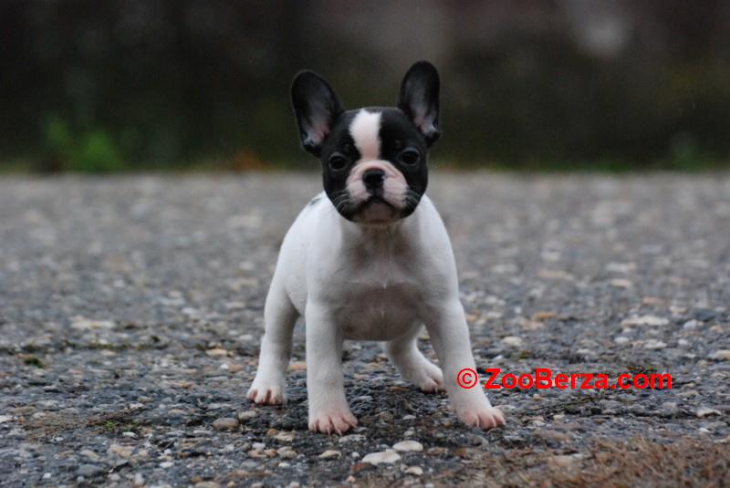 Francuski buldog stenci 