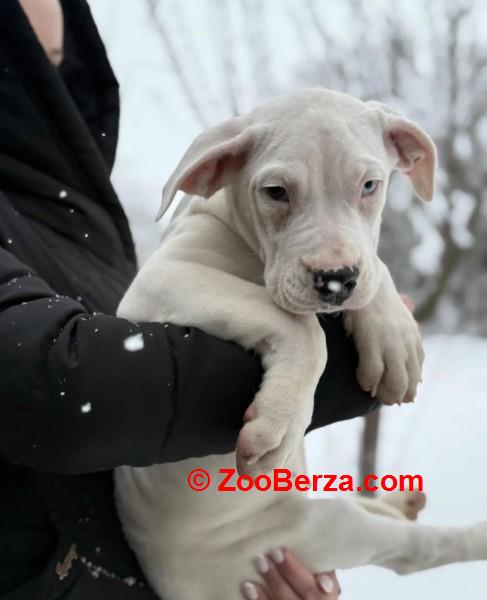 Dogo Argentino. zensko stene