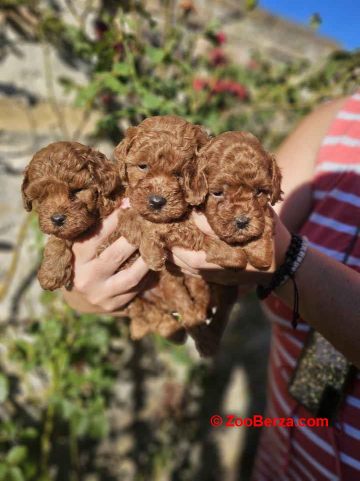 Toy crvene pudle spremne za preuzimanje 