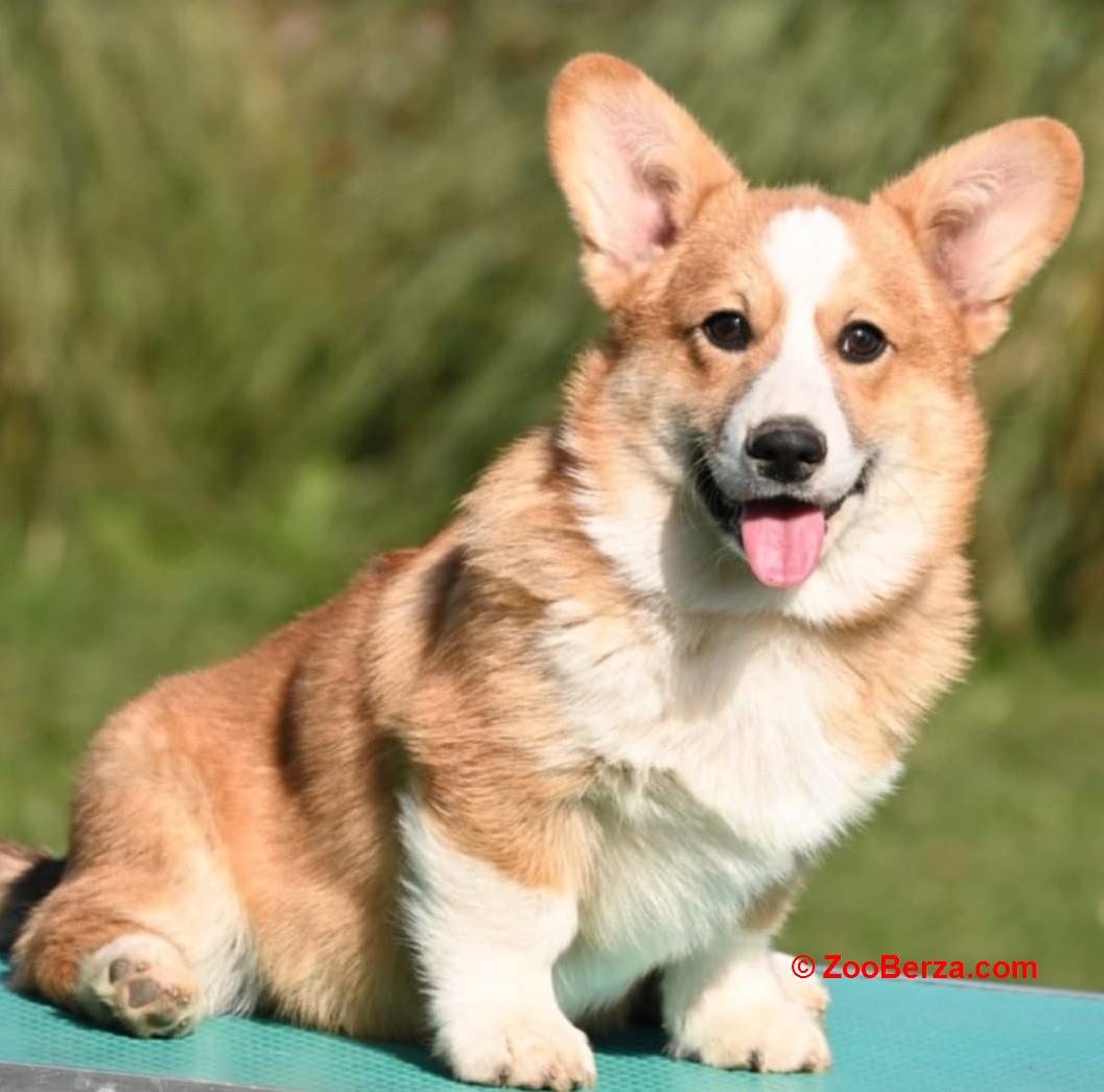 Velski korgi/Welsh Corgi Pembroke