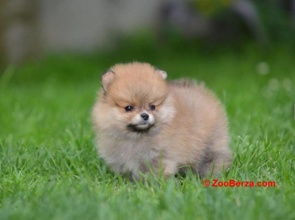 Pomeranski spic prelepog krzna 
