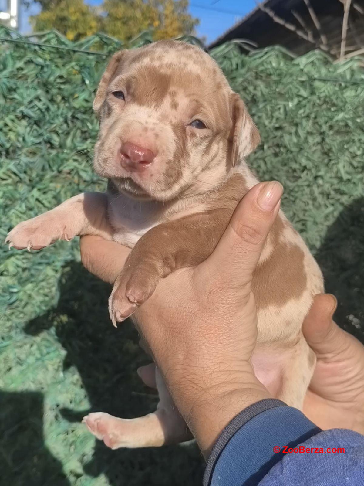Pit bull štenci red nose lilac merle exotic 