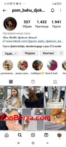 Maltipoo vrhunske genetike