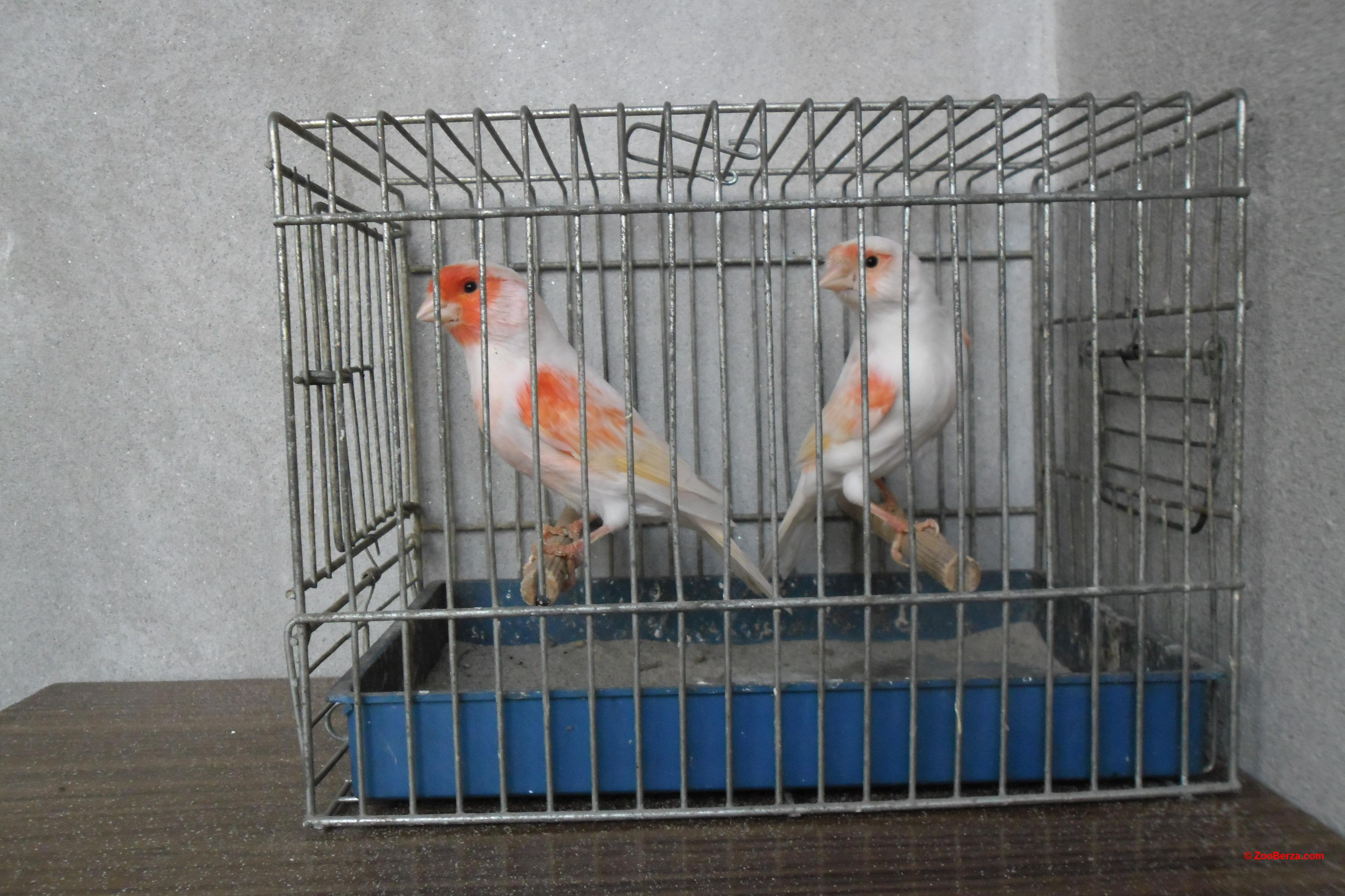 Kanarinci
