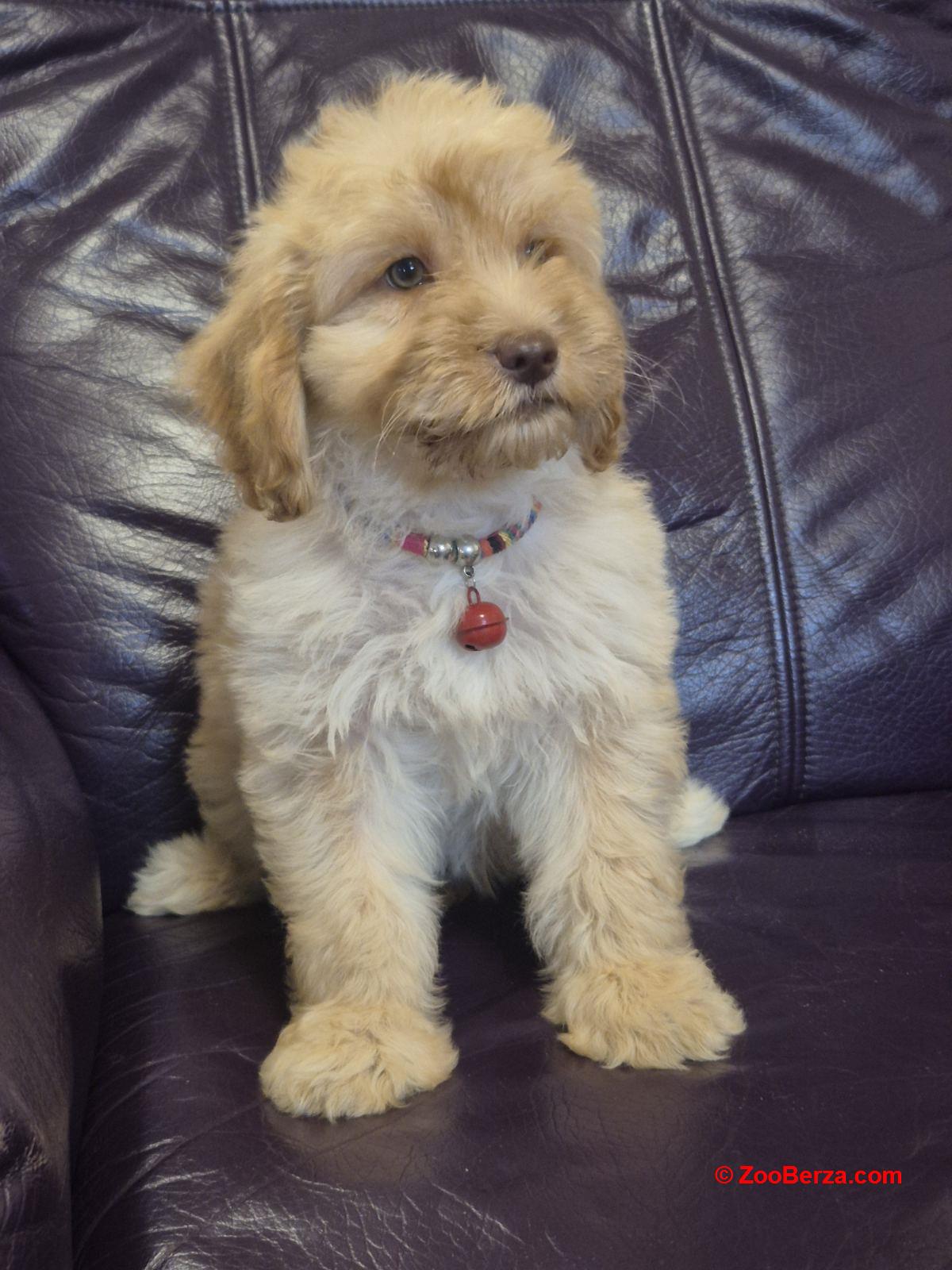 Labradoodle F1b preslatki štenci