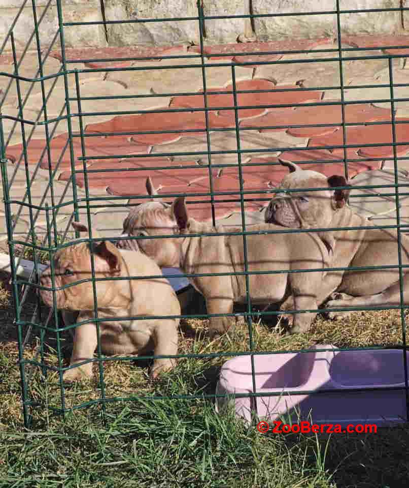 American Bully pocket i egzotic u lilac i coko boji 
