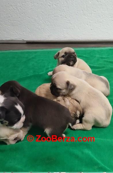 Francuski buldog stenci