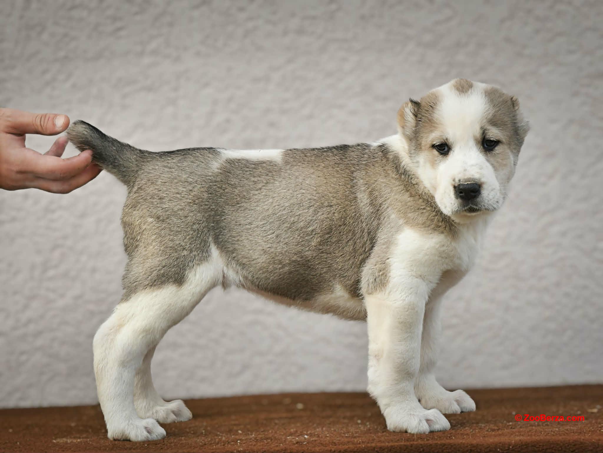 Srednjeazijski ovčar VRHUNSKI štenci