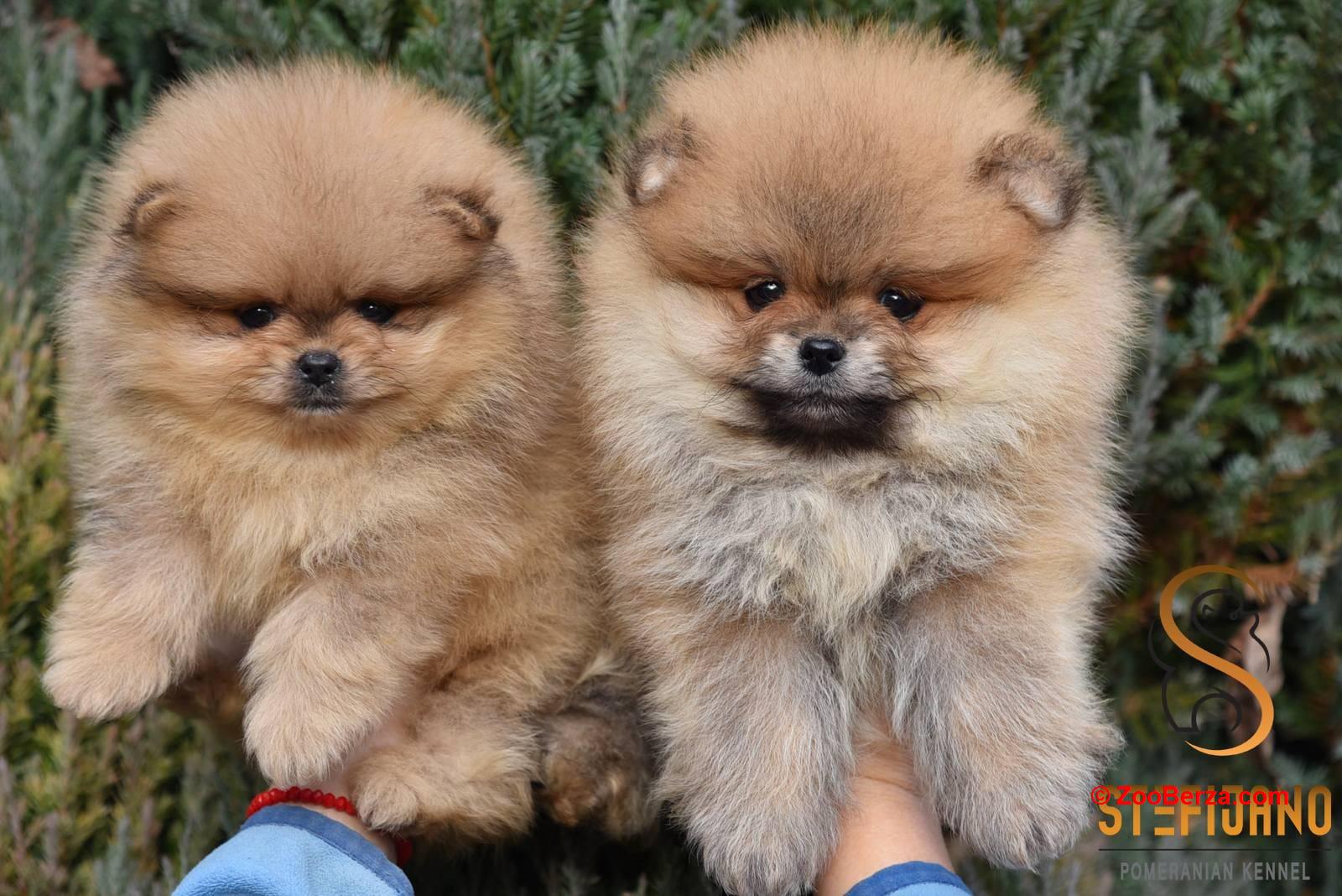 Pomeranac BOO medvedići