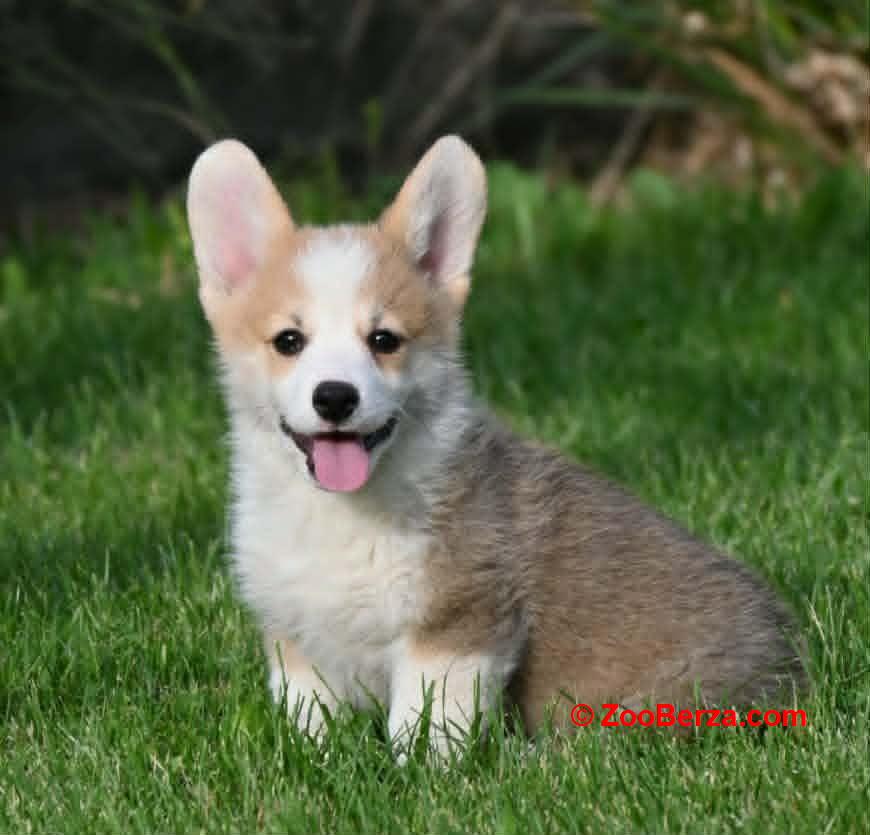 Velški korgi/Welsh Corgi Pembroke