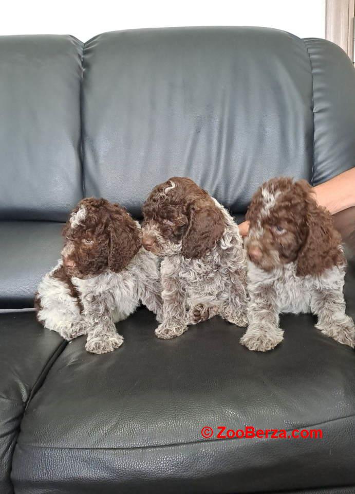 Dostupno novo leglo LAGOTTO ROMANJOLO 