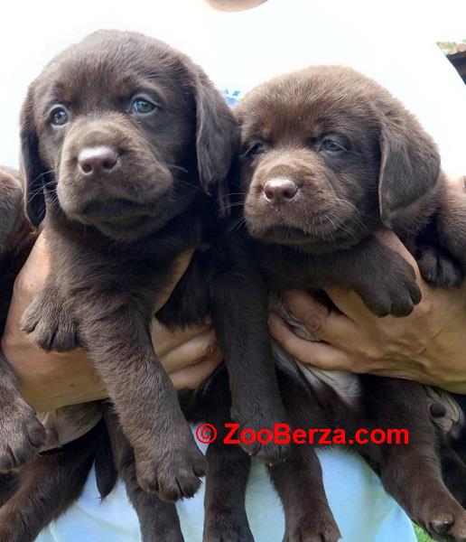 Labrador Retriver štenci, čokoladni 