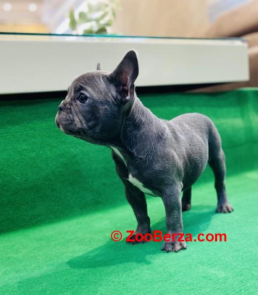 Zensko stene francuskog buldoga 