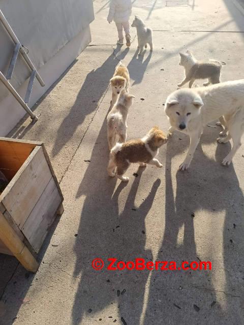 Japanska Akita štenci