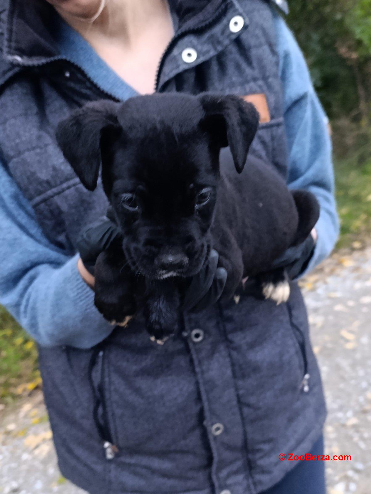 Cane corso, štene -dostava 