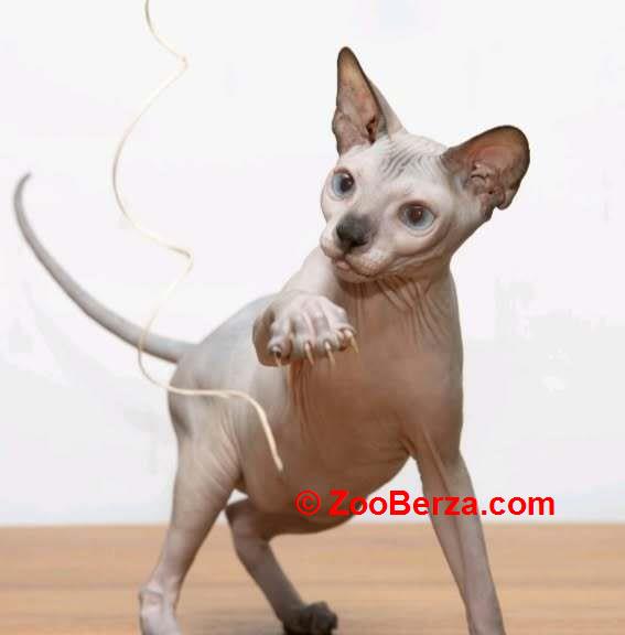 Sphynx mačići