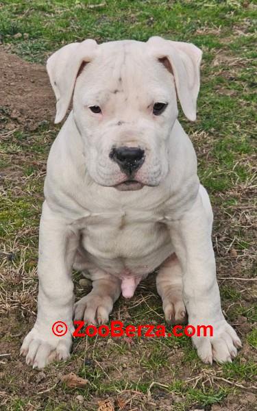 Dogo Argentino štenci
