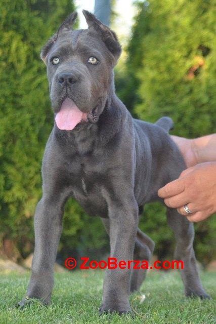 Cane Corso, vrhunski štenci
