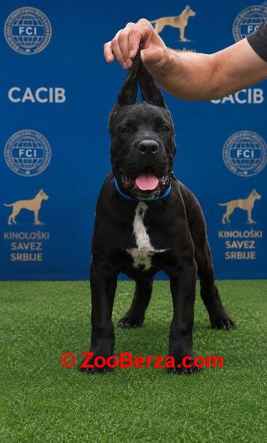 Cane Corso mlad pas