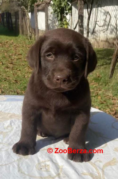 Labrador retriver, braon muzjak