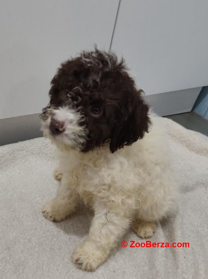 Lagoto romanjolo stenci 