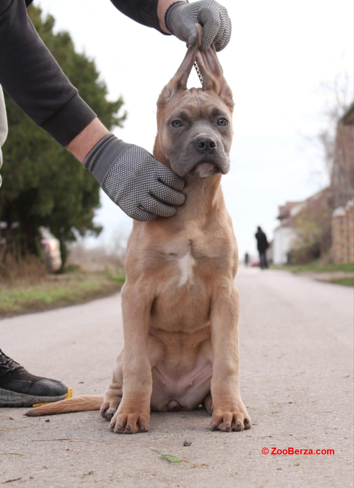 Cane Corso štenci