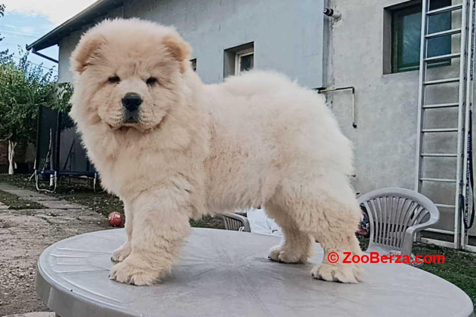 Na prodaju dva mužjaka chow chow stari tri meseca 