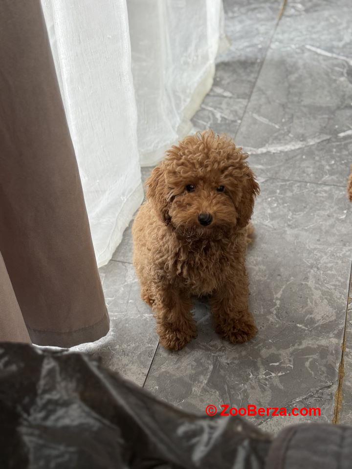 Dostupan muzijak mini pudlice u aprikot boji  