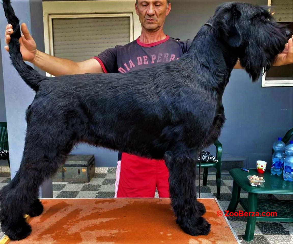 Veliki crni snaucer stenad