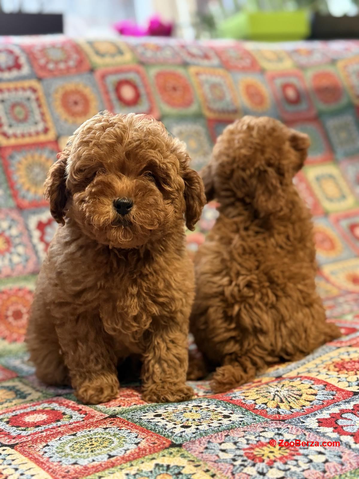 Toy Pudle na prodaju