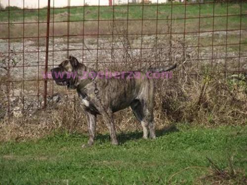 dogo canario