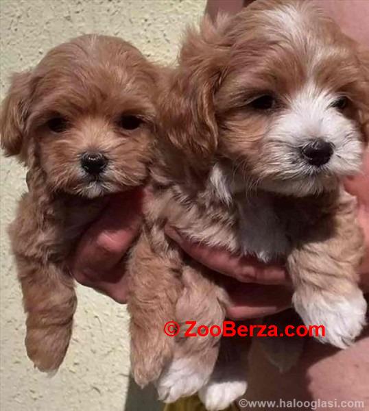 Maltipoo stenci