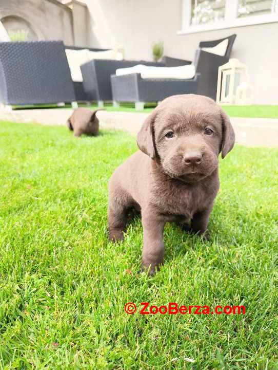 Labrador retriver 