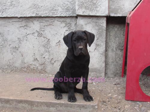 Cane Corso PRODAJA STENACA