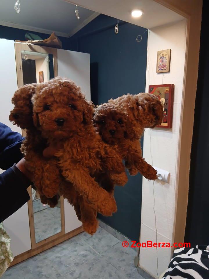 Na prodaju štenci patuljaste pudle  