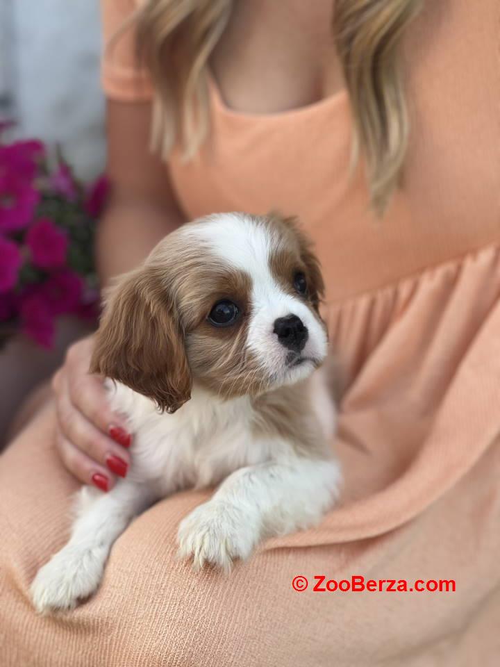 CAVALIER KING CHARLES  spaniel štenci   