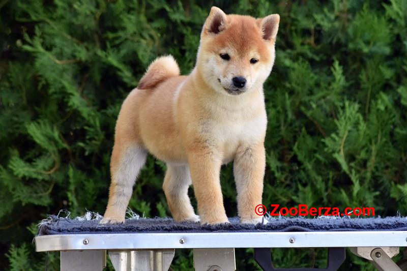 Shiba Inu / Šiba inu, štenci